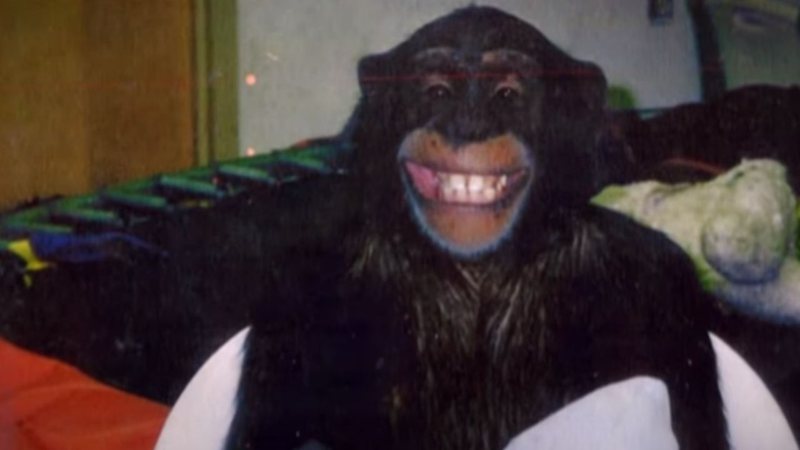  Шымпанзэ Трэвіс Рэйдж: Вы не паверыце, што ён зрабіў!