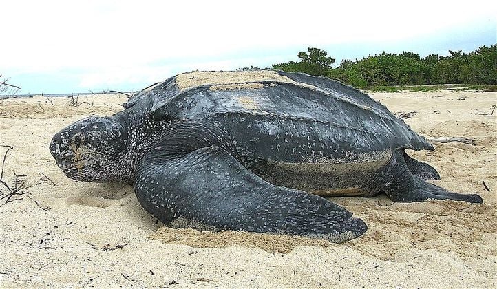  La boca de la tortuga más grande del mundo es extraña y aterradora