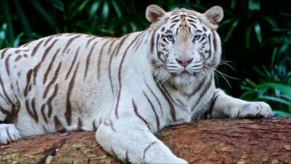  La extraña historia de los tigres blancos