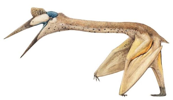  7 најсмртоносните летечки диносауруси кои владееле со небото