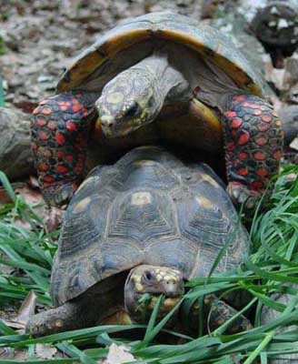 Observa a una pareja de tortugas practicando sexo y vive la experiencia más divertida de tu día