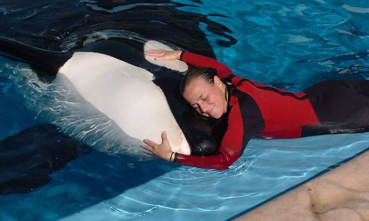  La muerte de Dawn Brancheau, entrenadora de orcas de Sea World