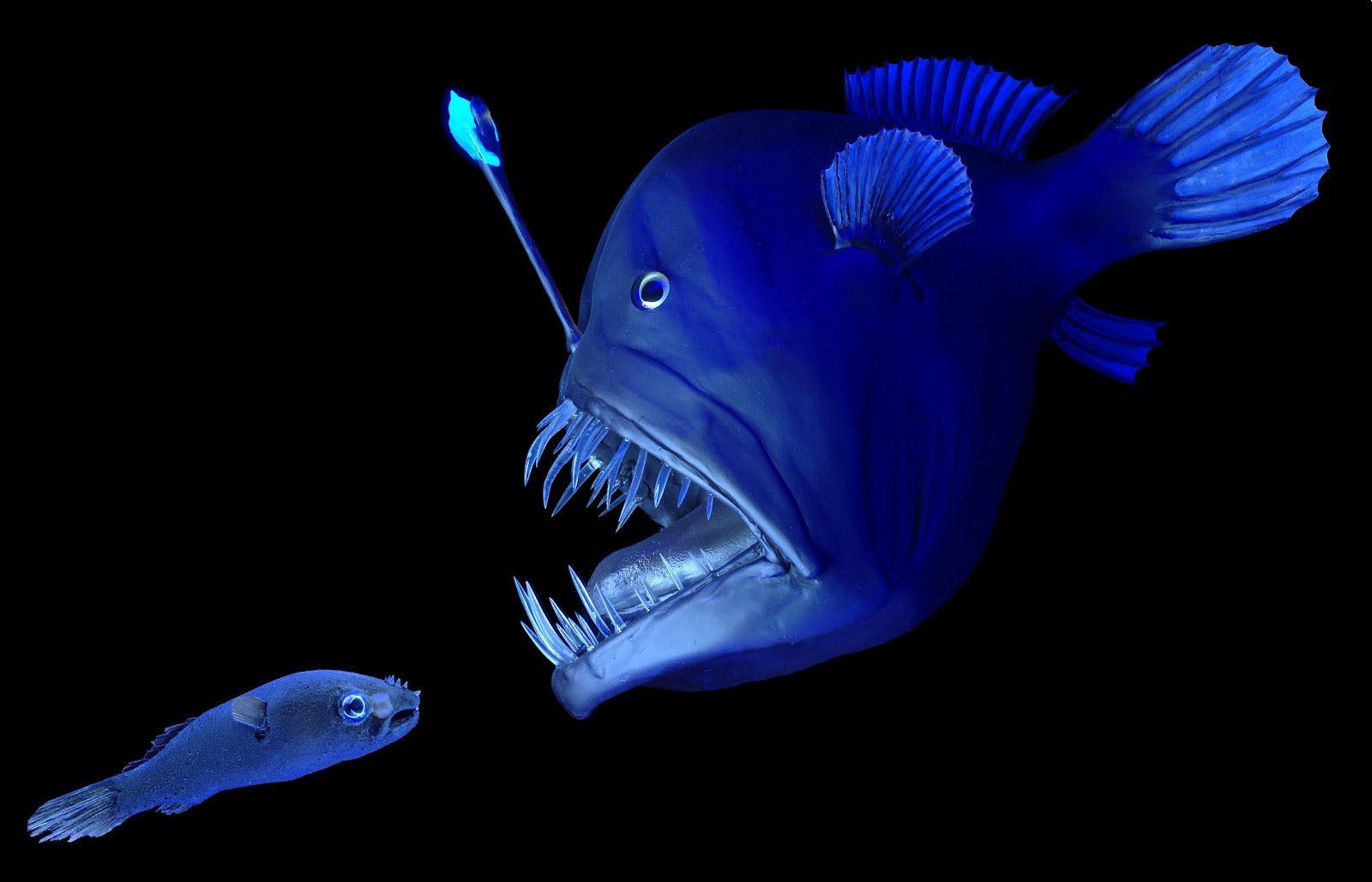  7 ترسناک ترین ماهی جهان
