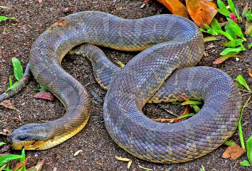 V bažině v Thajsku byl nalezen "chlupatý zelený" had