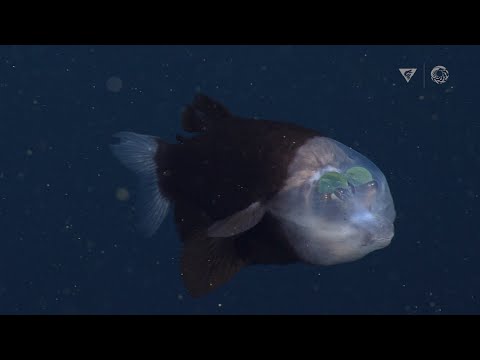  Difunden raras imágenes de un pez con la cabeza transparente